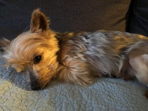 Abused dog sparks push for new bill targeting repeat offenders